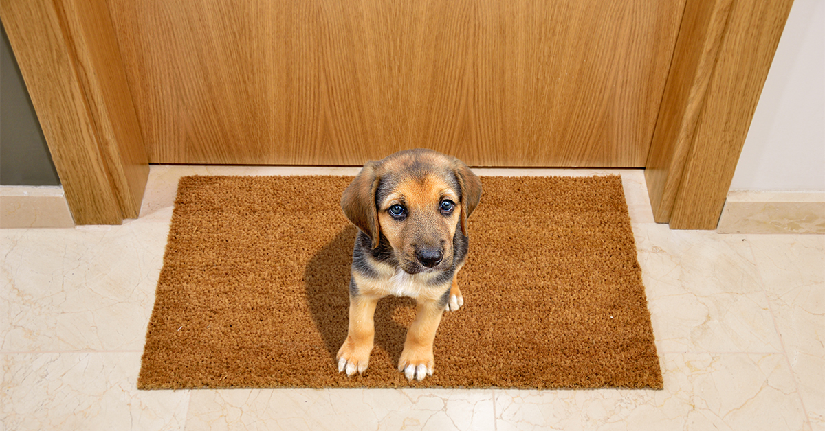 Pets Influence Home Purchases